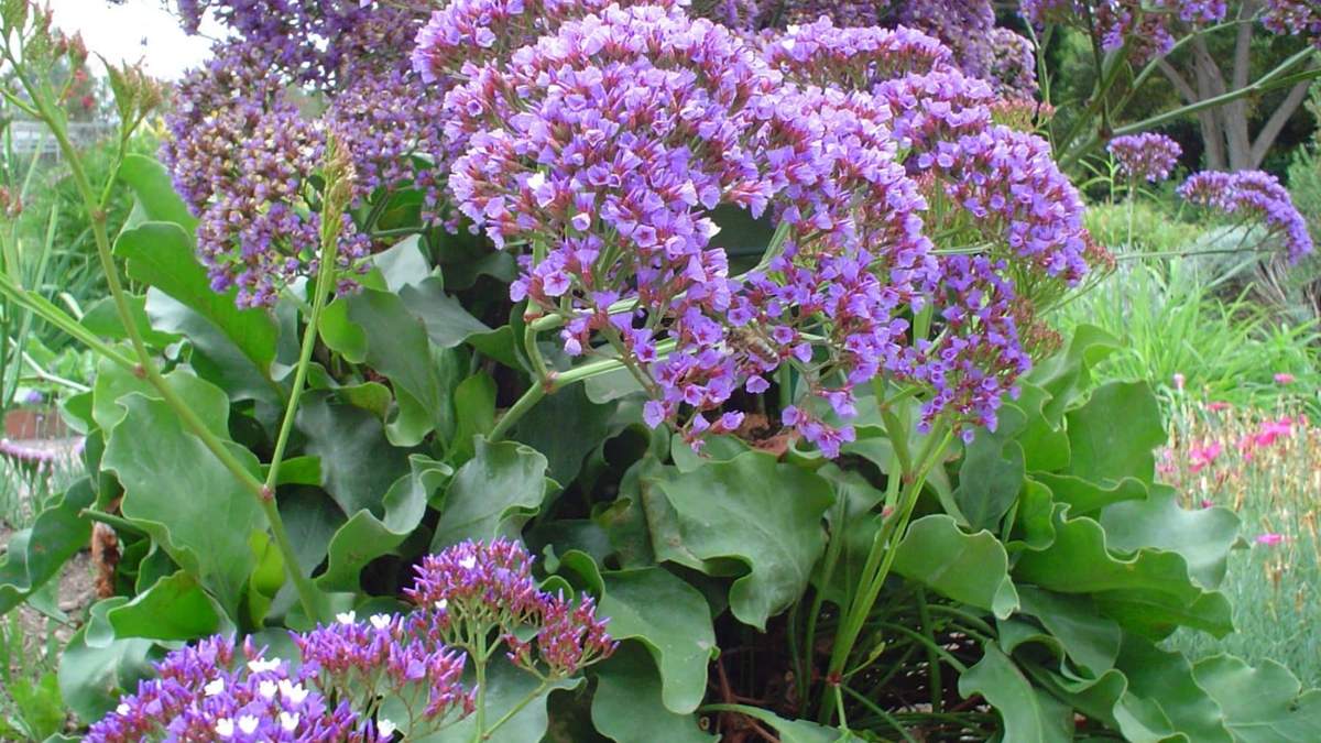 Limonium. Fuente: (Instagram)