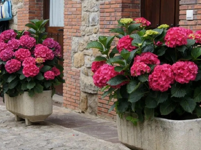 El truco de los expertos en plantas para podar correctamente tu Hortensia sin que se marchite