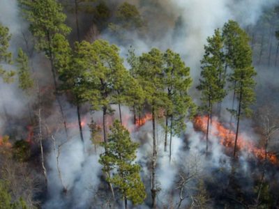 Los incendios en Corrientes ya habrían consumido casi 600 mil hectáreas