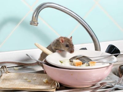Increíble pero cierto: la fórmula mágica para ahuyentar a las ratas de tu casa usando solo 3 ingredientes