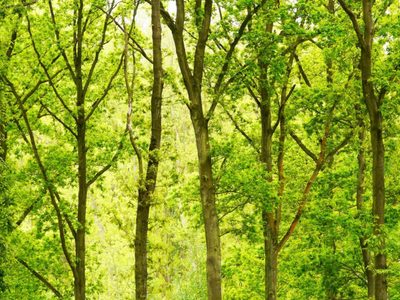 Hoy es el Día Internacional de los Bosques: un llamado a la producción y el consumo sostenibles