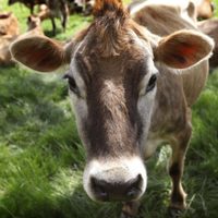 Con 100 millones de aves muertas, la industria podría servir de ejemplo a granjeros ante gripe aviar