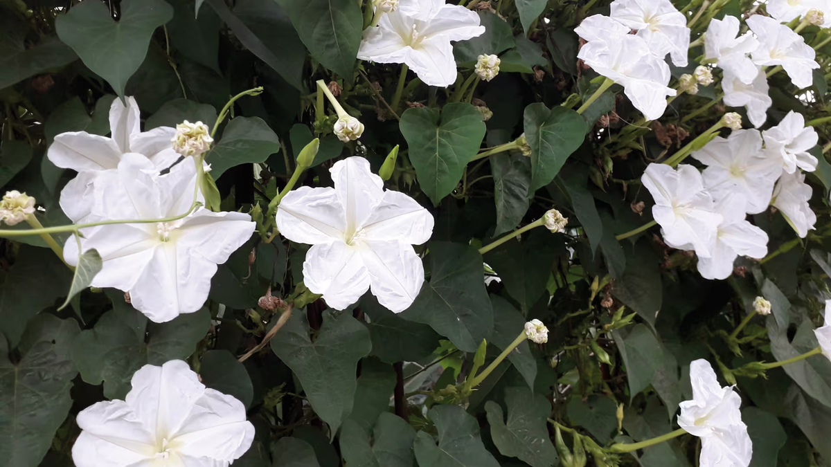 Flor de Luna. Fuente: (Instagram)