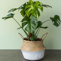 Plantas: cómo reproducir la Monstera Deliciosa sin gastar ni un peso y sin que se marchite