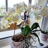 Seguro no las conocías: las Orquídeas más resistentes que necesitan pocos cuidados y regalan flores hermosas