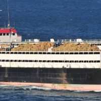 El Spiridon II, el barco con casi 3.000 vacas uruguayas, atracó en Libia y desembarcó a los animales