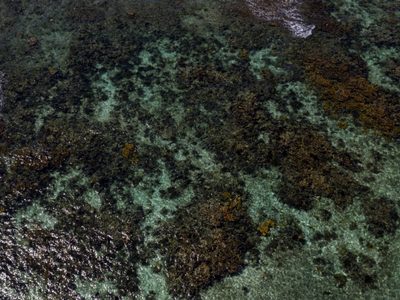 Política gubernamental para proteger manglares y arrecifes es fallida: Oceana