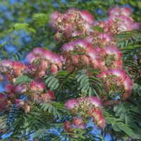 El árbol que da bellas flores que parecen de algodón y que es perfecto para darle un toque glam a tu jardín