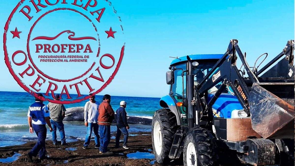 Ballena sin vida en playa de Puerto Peñasco