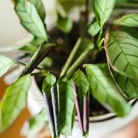 Por qué las hojas de mis plantas se enrollan y cómo solucionarlo