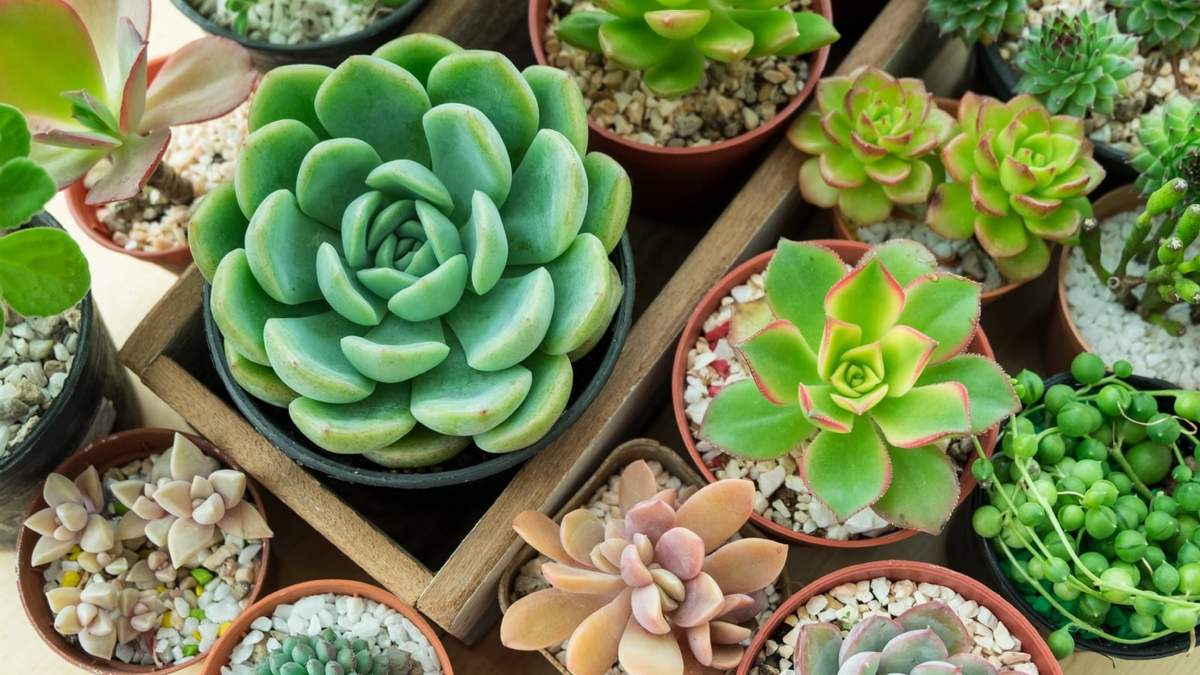 Planta. Fuente: (Instagram)