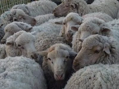 Chubut bajo alerta sanitaria por sarna ovina en varios departamentos
