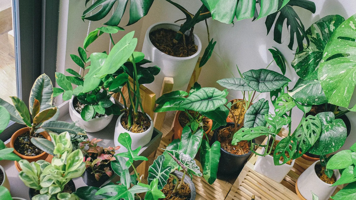 Plantas. Fuente: (Instagram)