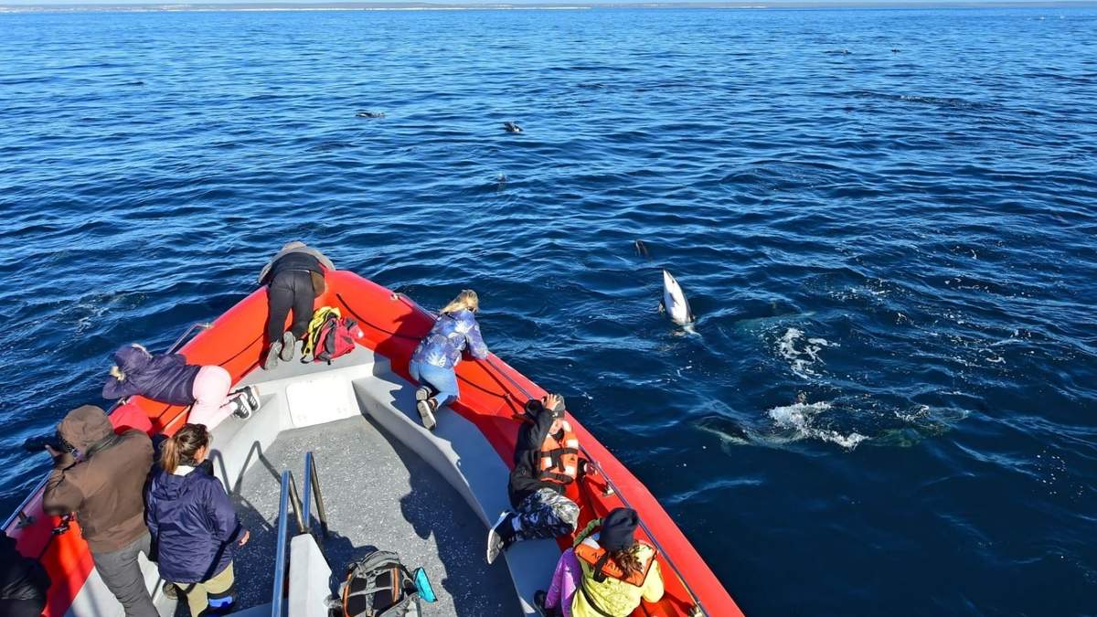 La llegada de los delfines causó sensación en Madryn. Fuente: (Instagram)