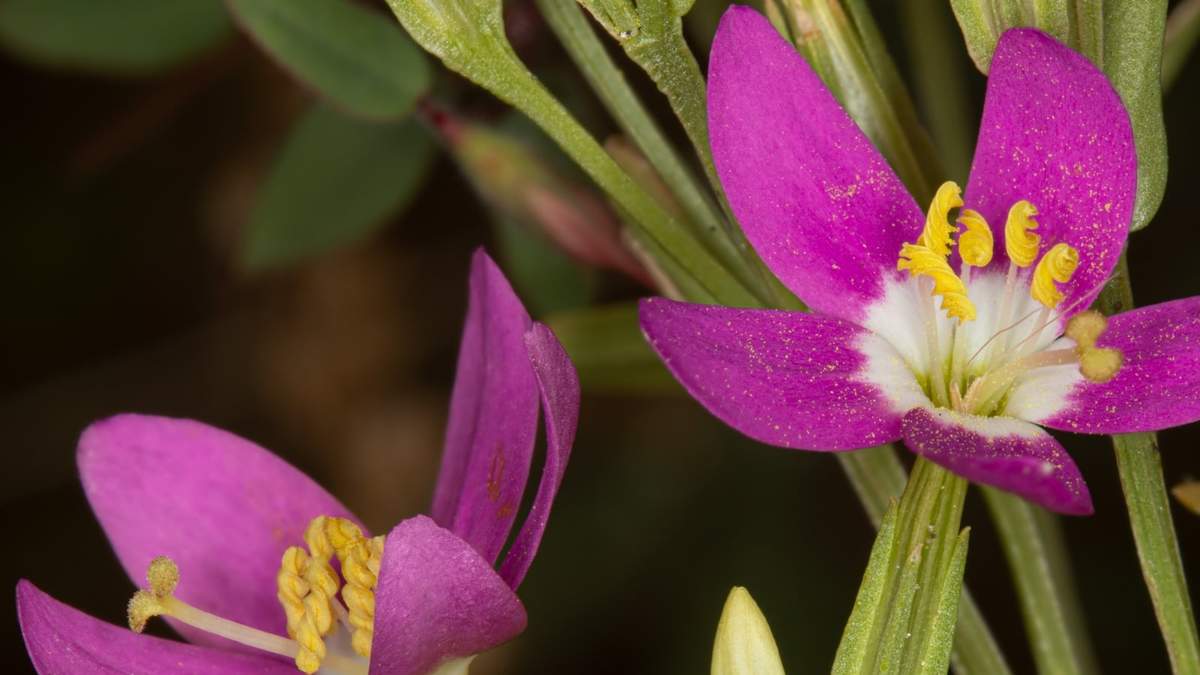 La planta que se estudiará para aliviar el coronavirus. Fuente: (Twitter)
