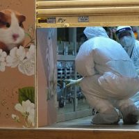 Hong Kong ordena sacrificar dos mil hámsteres por presunto contagio de covid-19