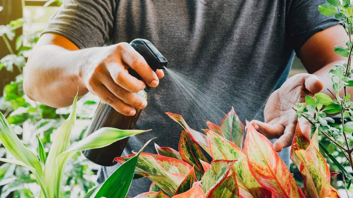 Planta. Fuente: (Instagram)