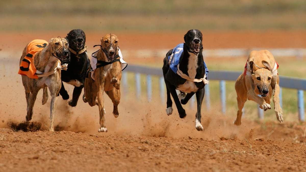 Las carreras de perros galgos en Chile. Fuente: (Twitter)