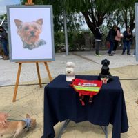 Corte revoca amparo al asesino de los perros rescatistas Athos y Tango