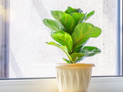 3 plantas tropicales y fáciles de cuidar que son tendencia por su tamaño y hermosura