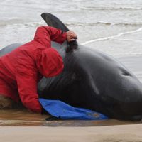El peor final: al menos 380 ballenas perdieron la vida varadas en las costas de Australia