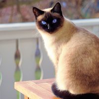 Curiosidades del Siamés: el gato más inteligente y cariñoso que todos quieren como mascota