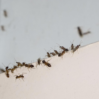 Con 1 poderoso ingrediente que conseguís fácilmente, terminá de una vez y para siempre con las hormigas en tu hogar y jardín