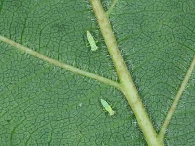 Reyes del camuflaje: los insectos que pasan desapercibidos en tu jardín y que podrían estar dañando tus plantas