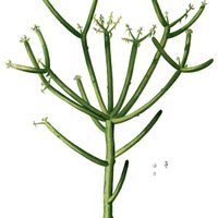 La misteriosa planta suculenta que no tiene hojas y desprende una sustancia tóxica