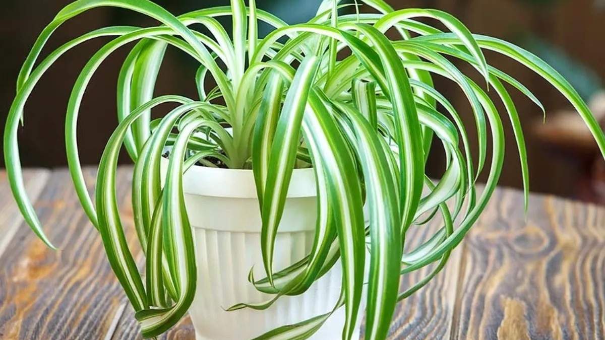 Planta. Fuente: (Instagram)