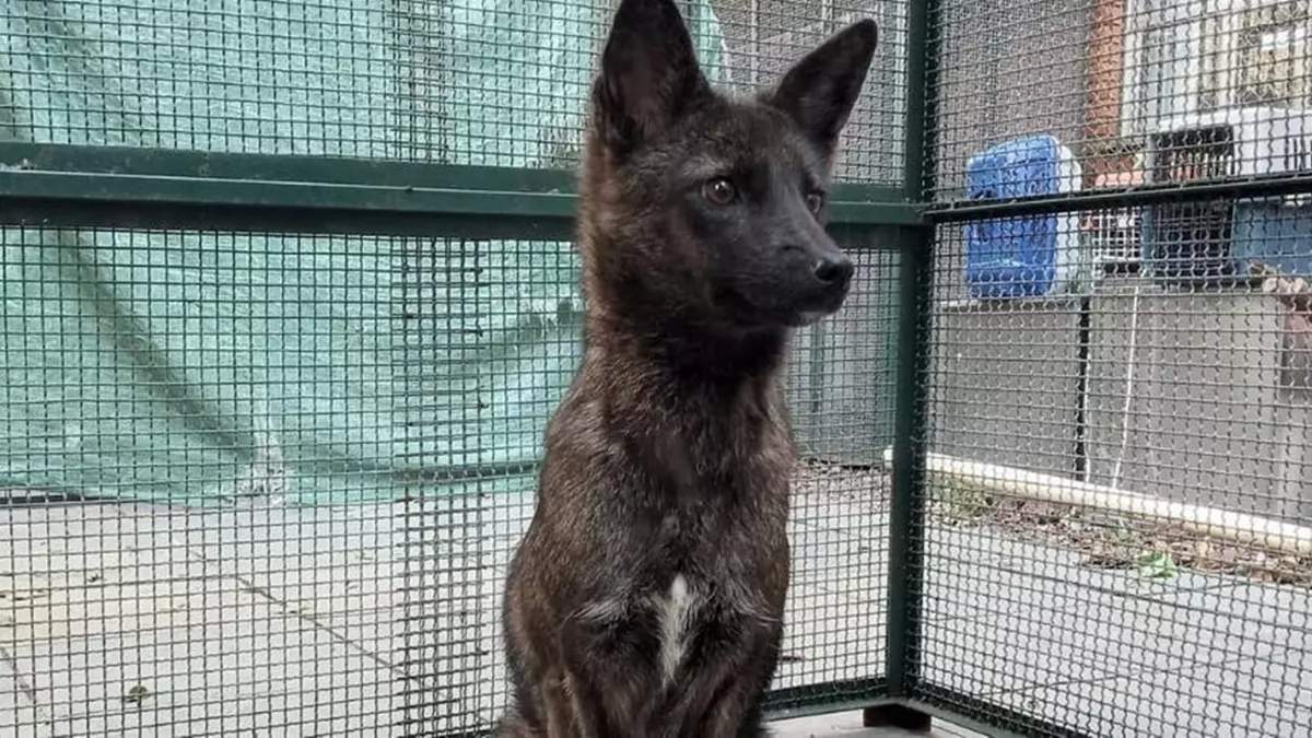 Dogxim, el extraño híbrido entre un perro y un zorro