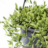 Así tenés que cuidar tu planta Rosario de bananitas en primavera, para que no se seque y esté rozagante