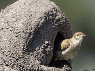 Cinco curiosidades sobre los pájaros que sorprenderán a más de uno