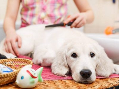 El ingrediente de cocina que te ayudará a mantener limpio y libre de pulgas y garrapatas a tu perro