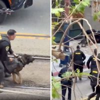 Perro policía neutralizó a delincuente en San Diego (Video)