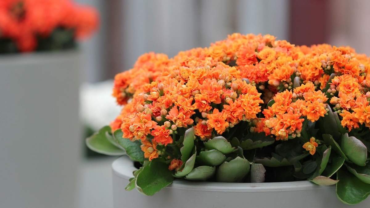 Las flores mejoran estado de ánimo. Fuente: (Instagram)