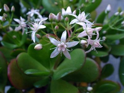 El infalible truco para multiplicar tu árbol de jade y atraer la abundancia a tu hogar