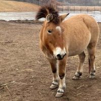 Científicos logran secuenciar el genoma de la última especie de caballo salvaje