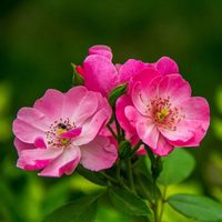 La planta de hermosas flores que tenés en tu jardín y que podés usar para rejuvenecer tu piel