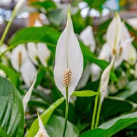 El secreto de los jardineros: cómo hacer que tu lirio de la paz o spathiphyllum se llene de flores