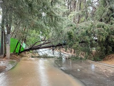 Por el temporal se cayeron más de 180 árboles y se inundaron 86 casas en Mendoza