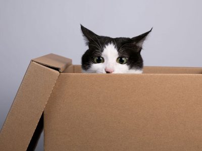 No gastes fortuna en el Pet Shop: con una caja de cartón y esta idea genial, creá la casita más linda y chic para tu gato