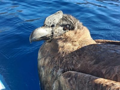 El cóndor rescatado en Traful podría ser liberado en las próximas semanas