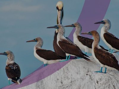 Festival virtual en el paraíso mexicano de las aves migratorias
