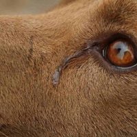 Confirman que los perros producen lágrimas de alegría cuando se reencuentran con sus dueños