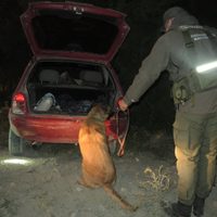 Encuentran 13 kilos de marihuana fraccionada en un auto que quiso huir de un control y chocó