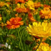 Decile adiós a las plagas: conocé esta resistente planta que además explota de flores en primavera