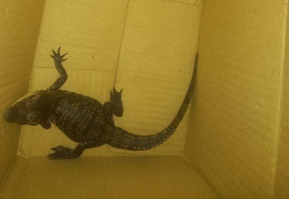Animal transportado en una caja