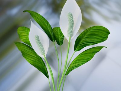 2 plantas increíbles y mágicas para purificar los espacios en tu hogar