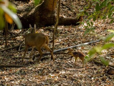 Reportan sobrepoblación de venados en reserva ecológica de El Zapotal; reubicarán a 150